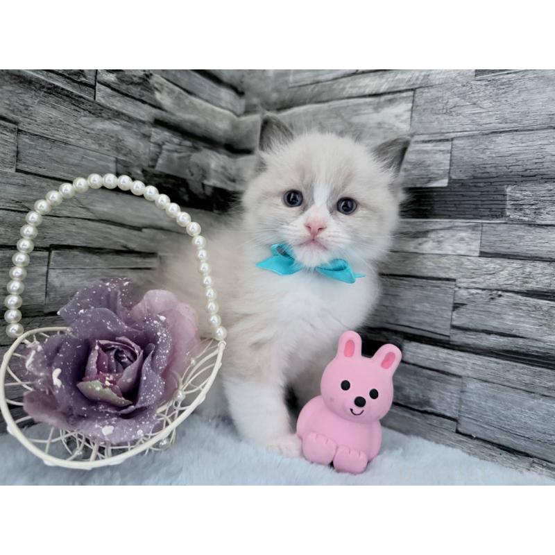 販売中の茨城県のラグドール-131497の5枚目