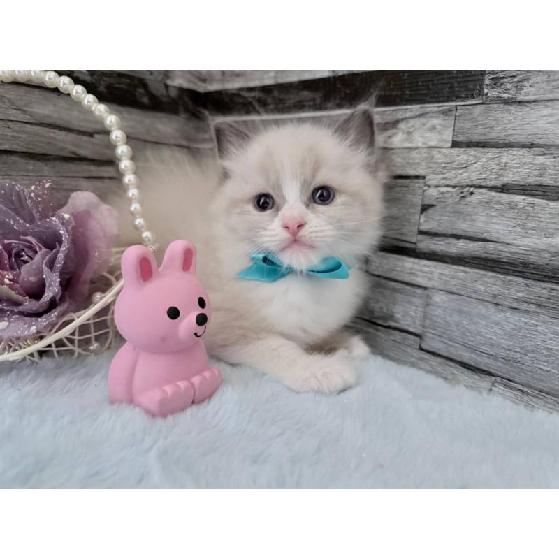 販売中の茨城県のラグドール-131497の4枚目