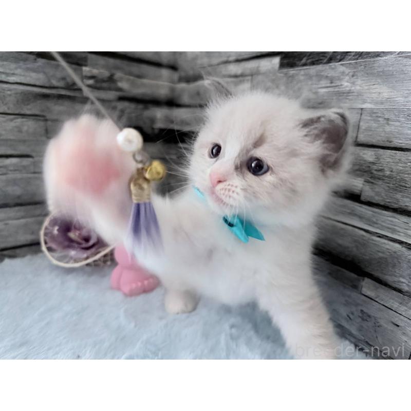 販売中の茨城県のラグドール-131497の3枚目