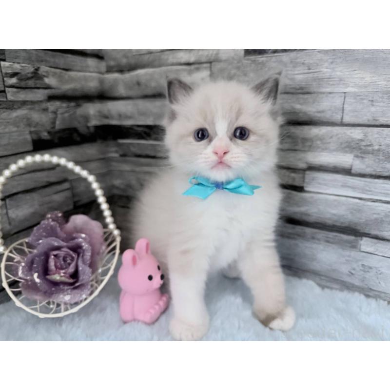 販売中の茨城県のラグドール-131497の2枚目