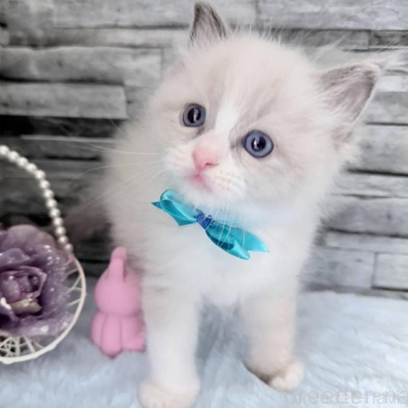 販売中の茨城県のラグドール-131497