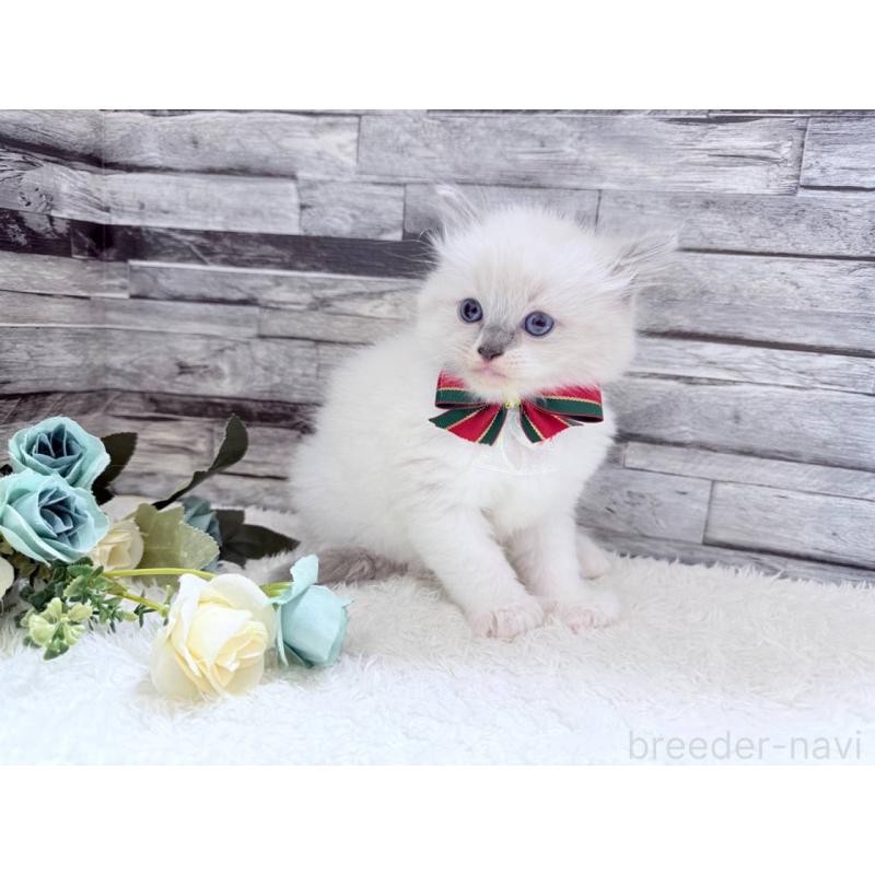 販売中の茨城県のラグドール-131498の5枚目