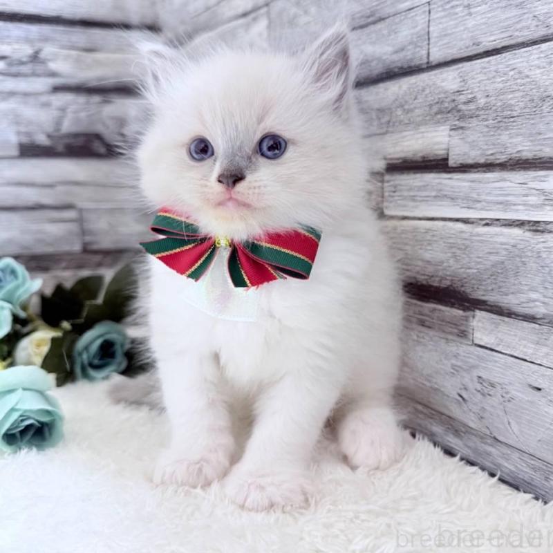 販売中の茨城県のラグドール-131498