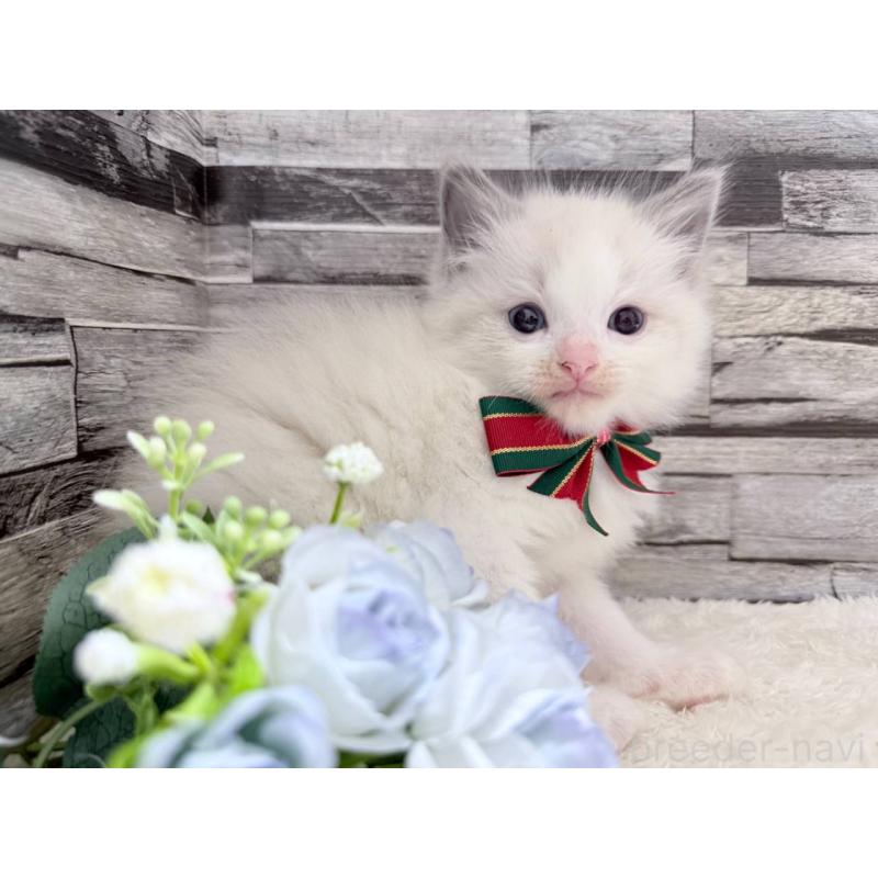 販売中の茨城県のラグドール-131499の4枚目