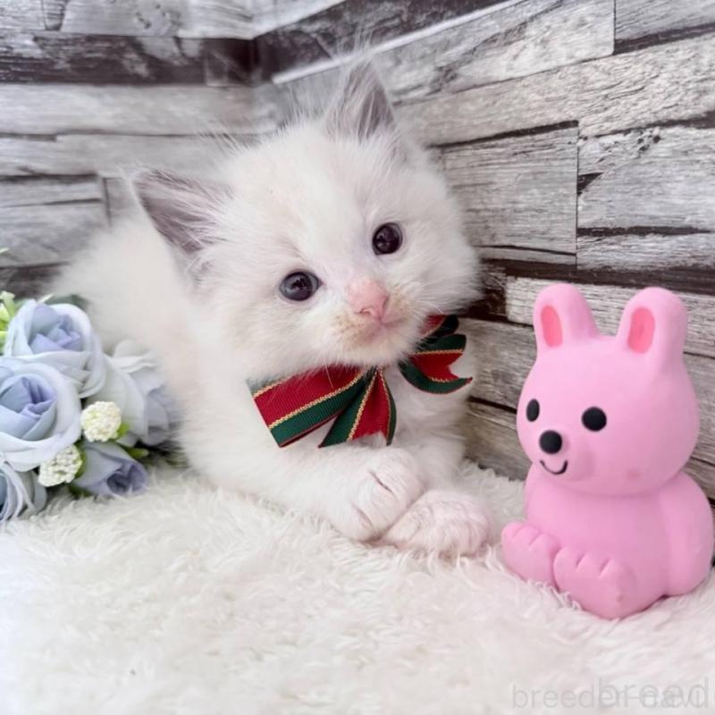 販売中の茨城県のラグドール-131499