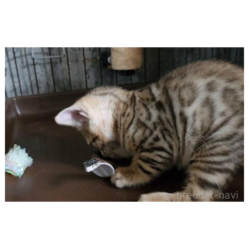 販売中の埼玉県のベンガル-131500の5枚目