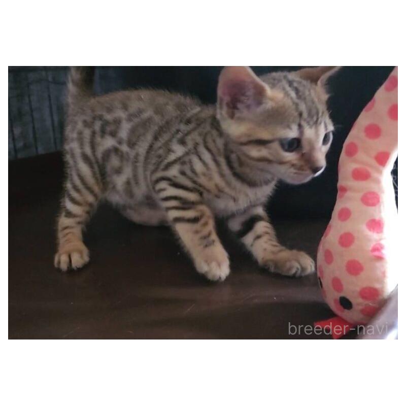 販売中の埼玉県のベンガル-131500の4枚目