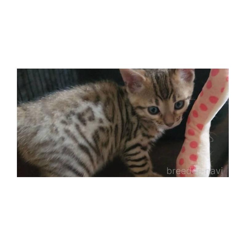 販売中の埼玉県のベンガル-131500の3枚目