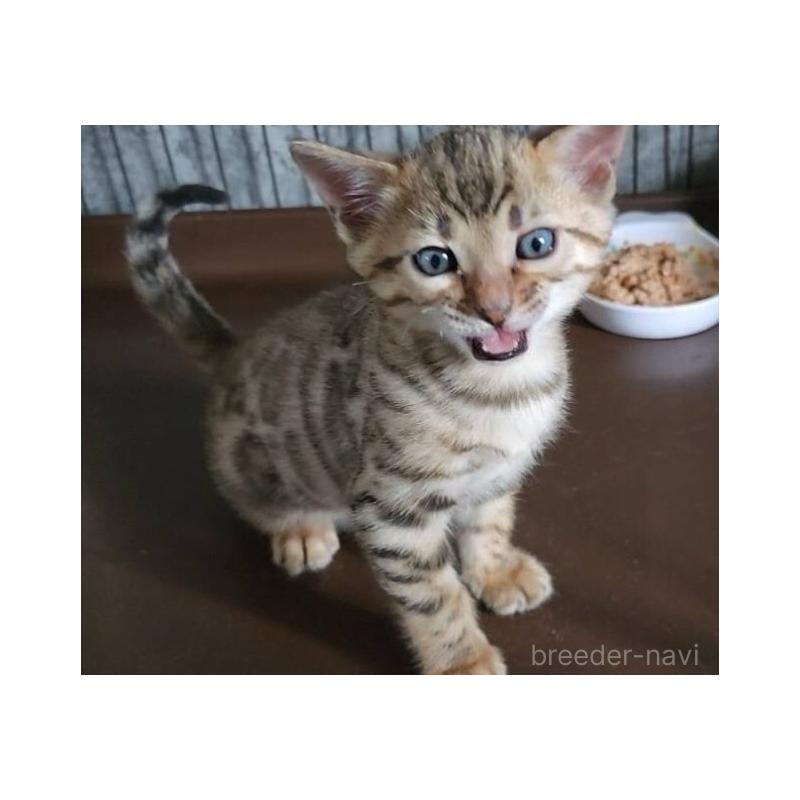 販売中の埼玉県のベンガル-131500の2枚目