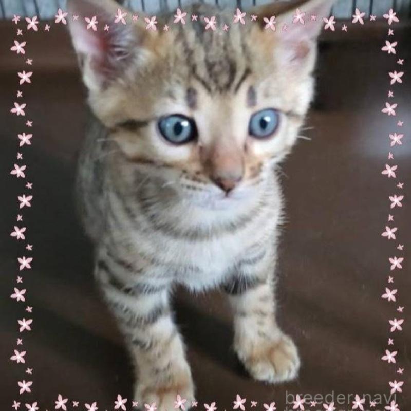 販売中の埼玉県のベンガル-131500の1枚目