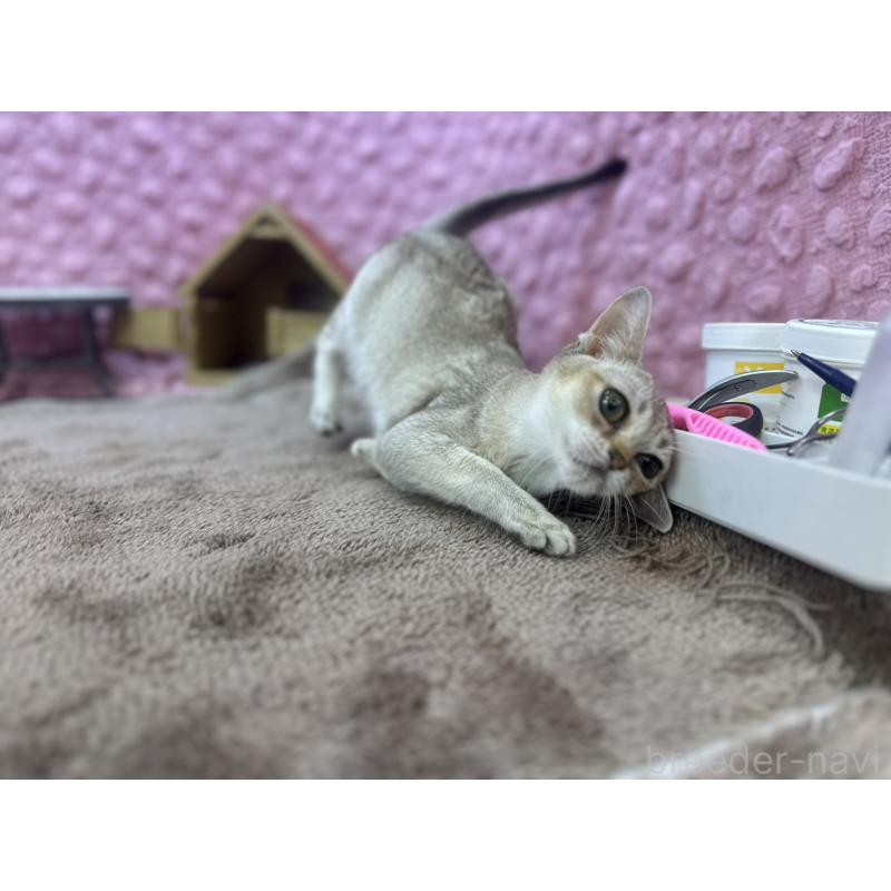 販売中の茨城県のシンガプーラ-131501の16枚目