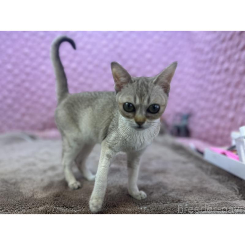 販売中の茨城県のシンガプーラ-131501の15枚目