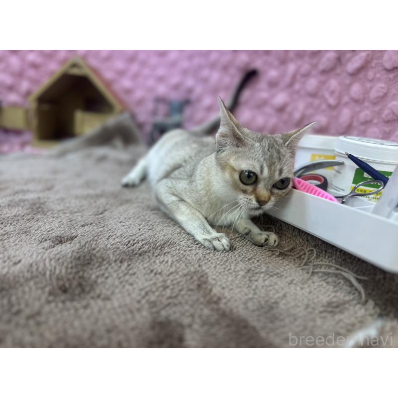 販売中の茨城県のシンガプーラ-131501の14枚目