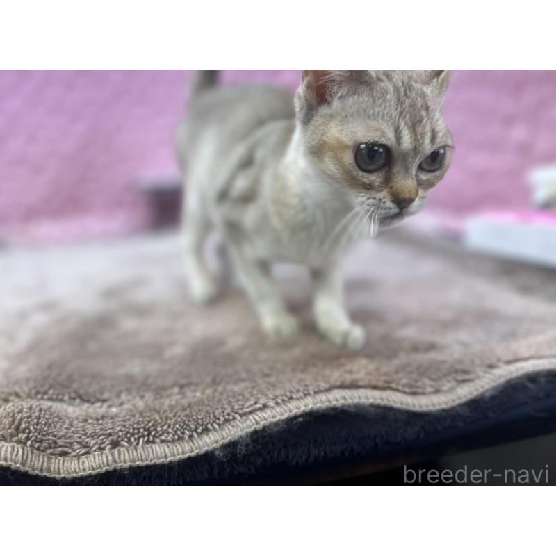 販売中の茨城県のシンガプーラ-131501の13枚目