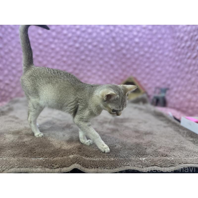 販売中の茨城県のシンガプーラ-131501の12枚目