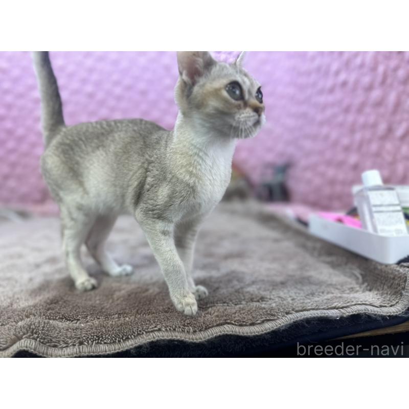 販売中の茨城県のシンガプーラ-131501の11枚目