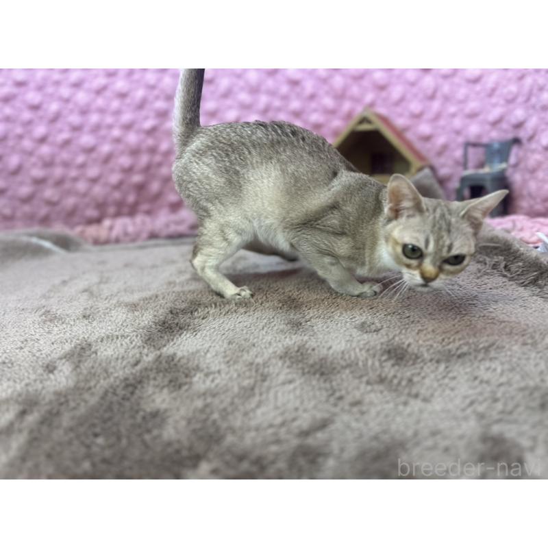 販売中の茨城県のシンガプーラ-131501の10枚目