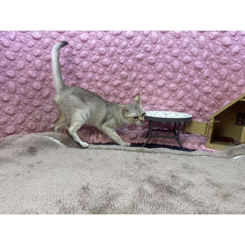 販売中の茨城県のシンガプーラ-131501の8枚目