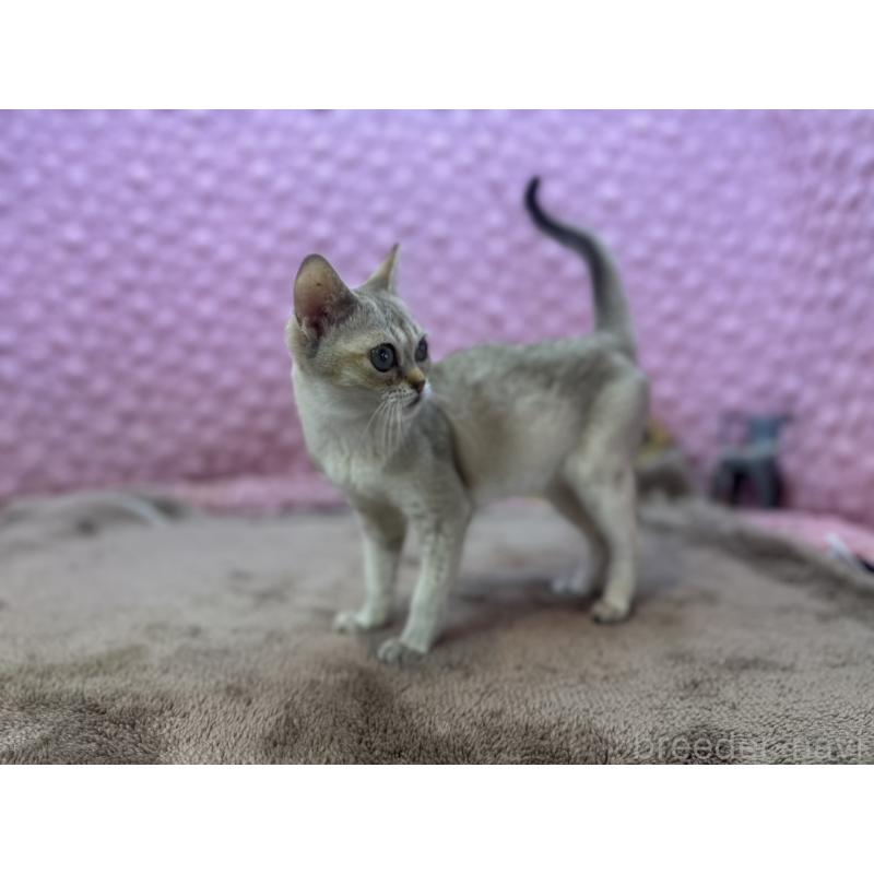 販売中の茨城県のシンガプーラ-131501の7枚目