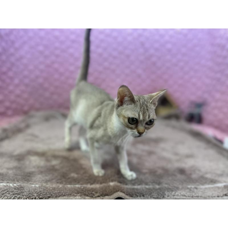 販売中の茨城県のシンガプーラ-131501の6枚目