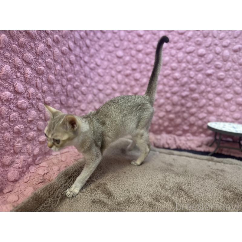 販売中の茨城県のシンガプーラ-131501の4枚目