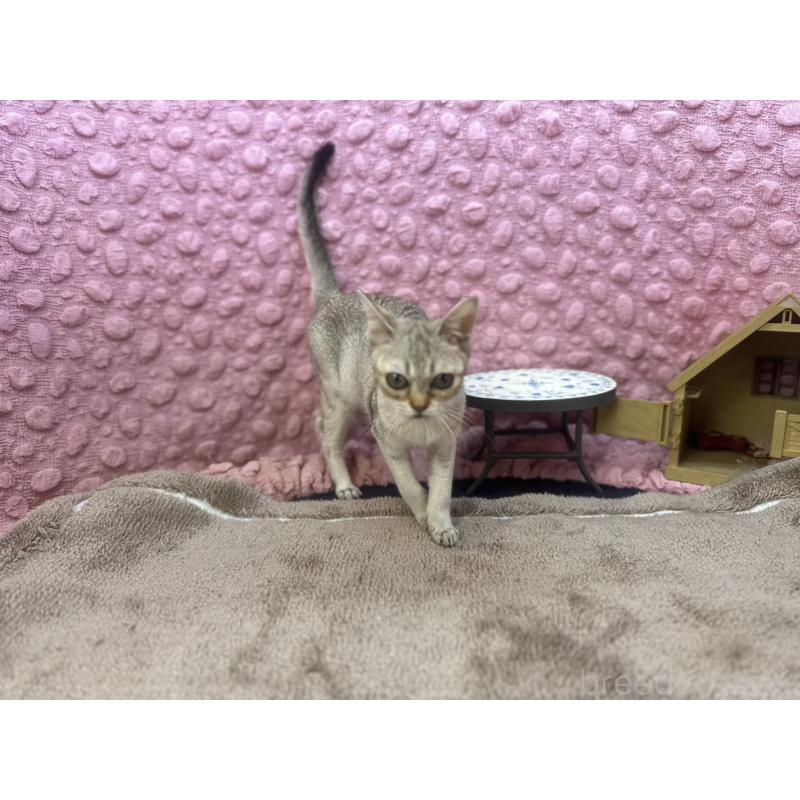 販売中の茨城県のシンガプーラ-131501の3枚目