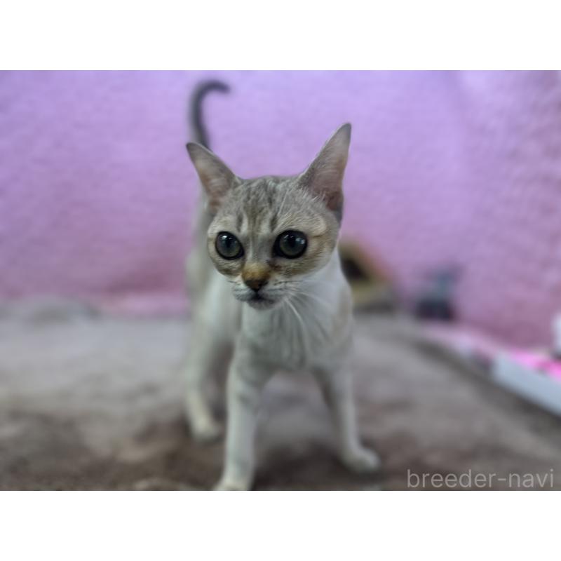 販売中の茨城県のシンガプーラ-131501の2枚目