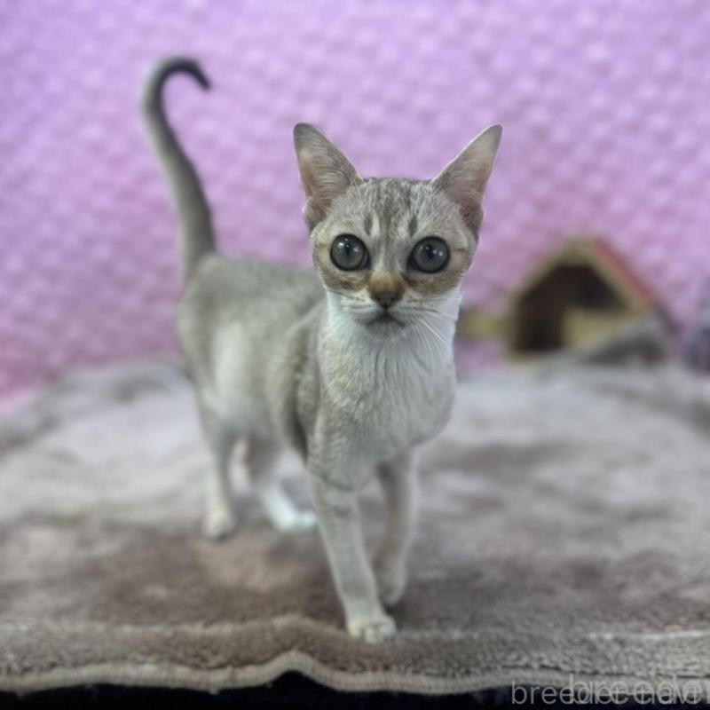 販売中の茨城県のシンガプーラ-131501の1枚目