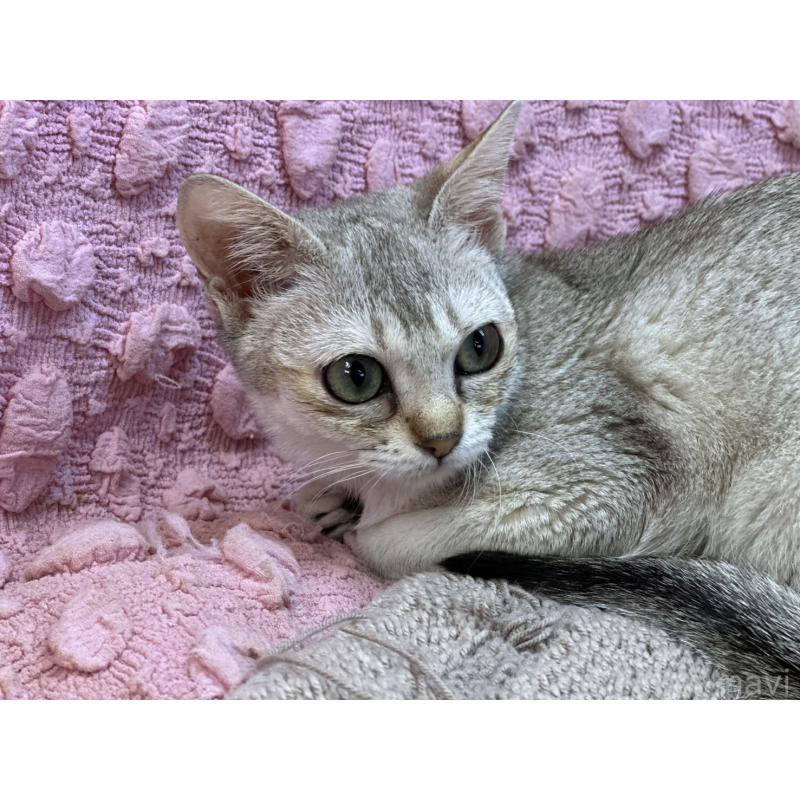 販売中の茨城県のシンガプーラ-131502の14枚目