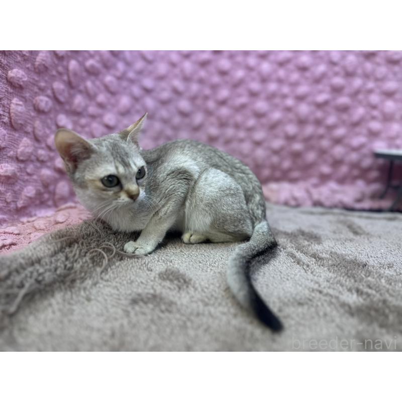 販売中の茨城県のシンガプーラ-131502の13枚目