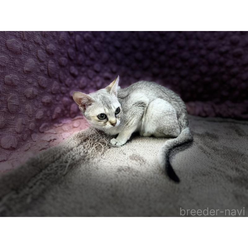 販売中の茨城県のシンガプーラ-131502の12枚目