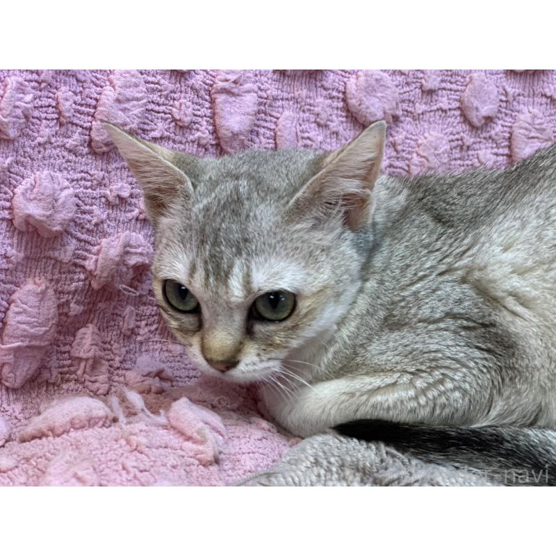 販売中の茨城県のシンガプーラ-131502の11枚目