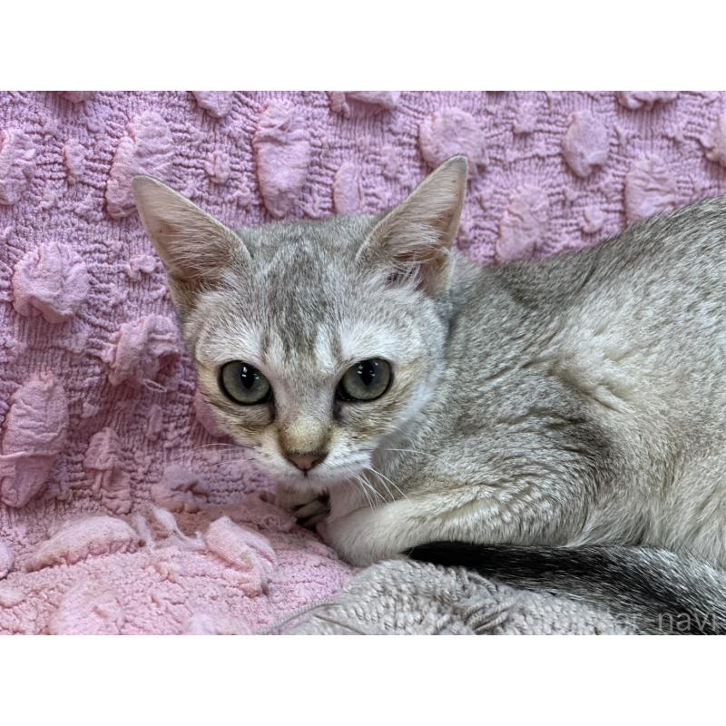 販売中の茨城県のシンガプーラ-131502の10枚目