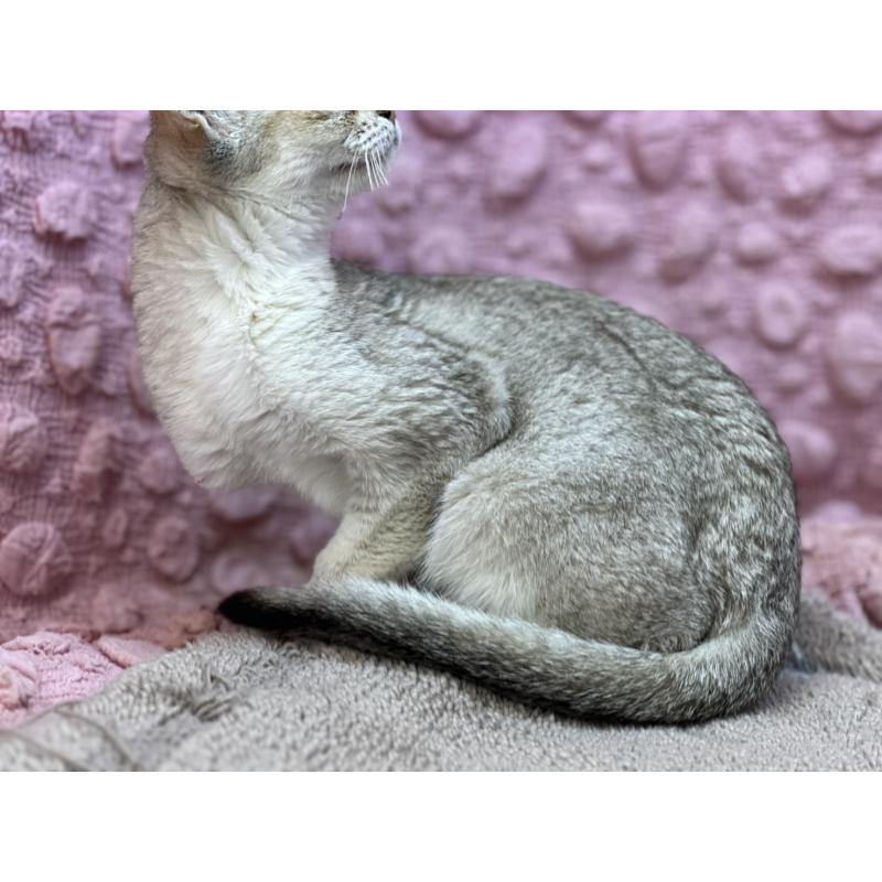 販売中の茨城県のシンガプーラ-131502の9枚目