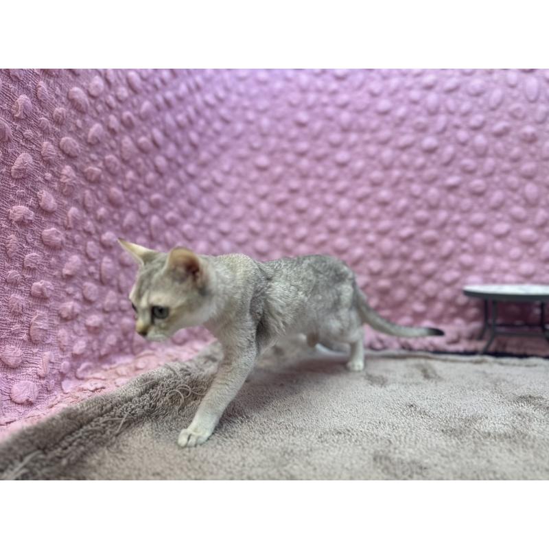 販売中の茨城県のシンガプーラ-131502の8枚目