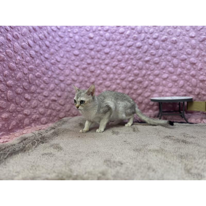 販売中の茨城県のシンガプーラ-131502の7枚目