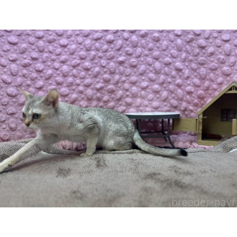 販売中の茨城県のシンガプーラ-131502の6枚目