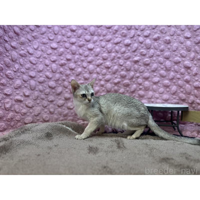 販売中の茨城県のシンガプーラ-131502の5枚目