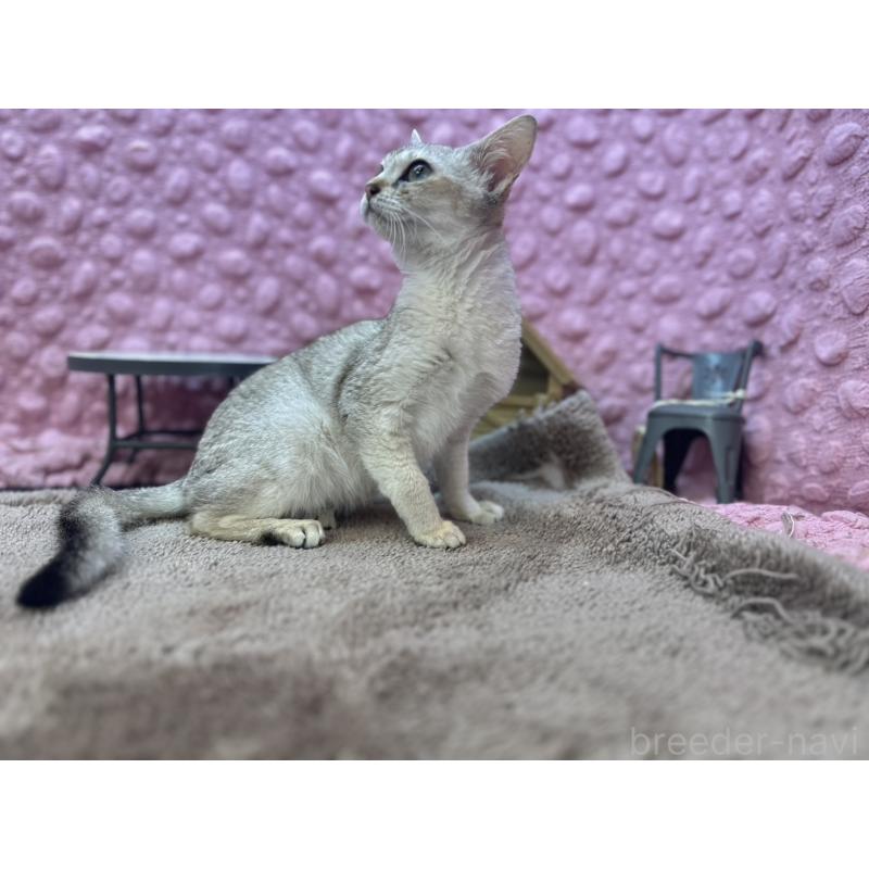 販売中の茨城県のシンガプーラ-131502の4枚目