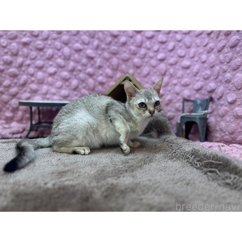 販売中の茨城県のシンガプーラ-131502の3枚目