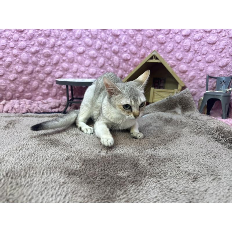 販売中の茨城県のシンガプーラ-131502の2枚目