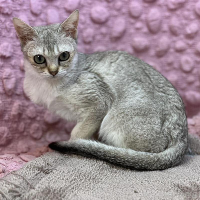 販売中の茨城県のシンガプーラ-131502