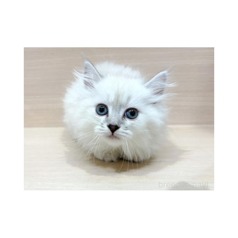 販売中の東京都のサイベリアン-131503