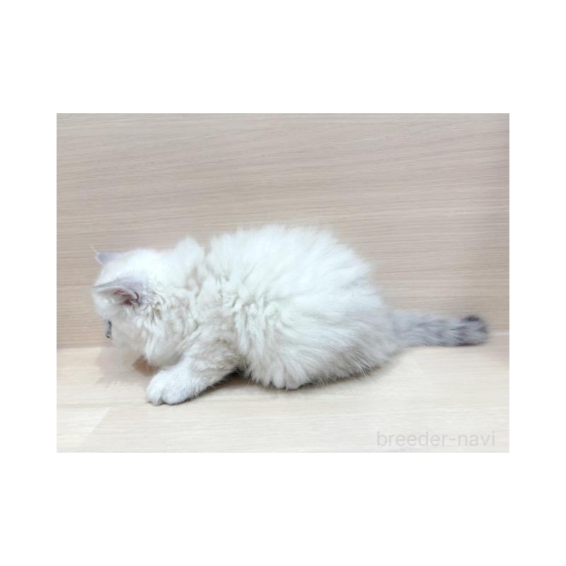 販売中の東京都のサイベリアン-131503の5枚目