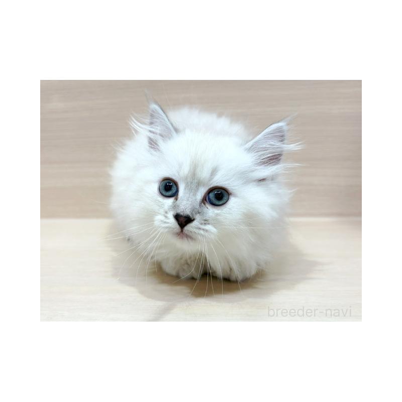 販売中の東京都のサイベリアン-131503の4枚目