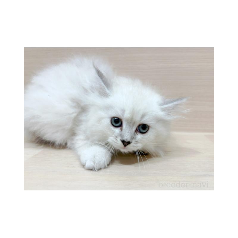 販売中の東京都のサイベリアン-131503の3枚目