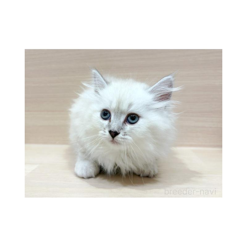 販売中の東京都のサイベリアン-131503の2枚目