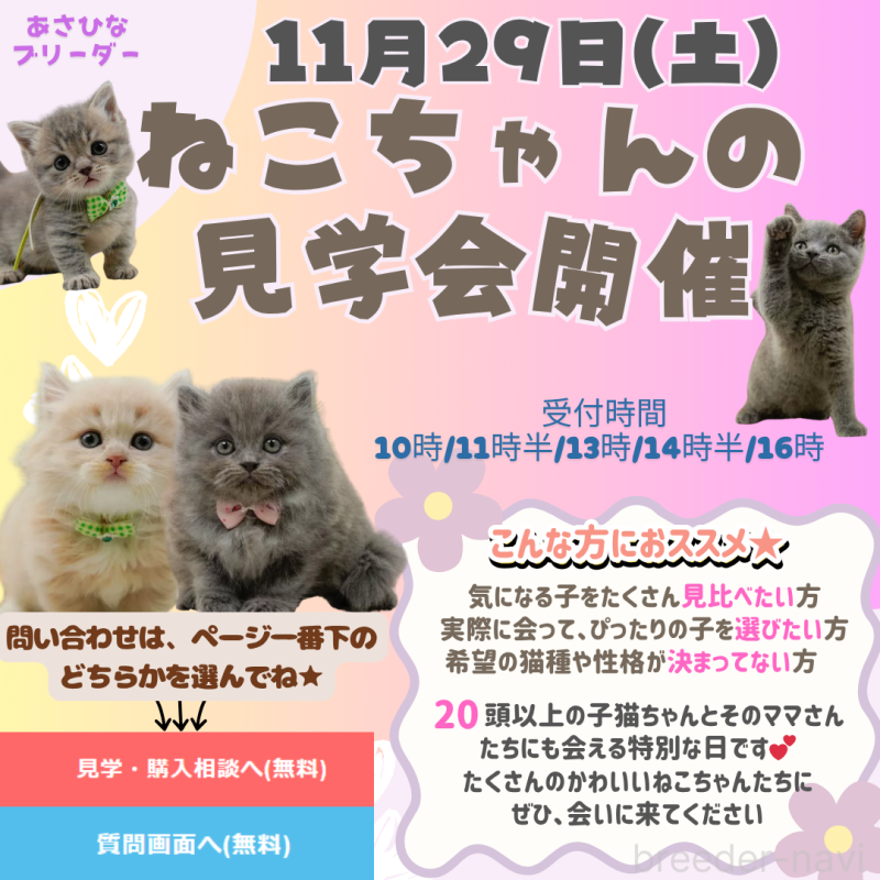 販売中の神奈川県のアメリカンショートヘア-125485の4枚目