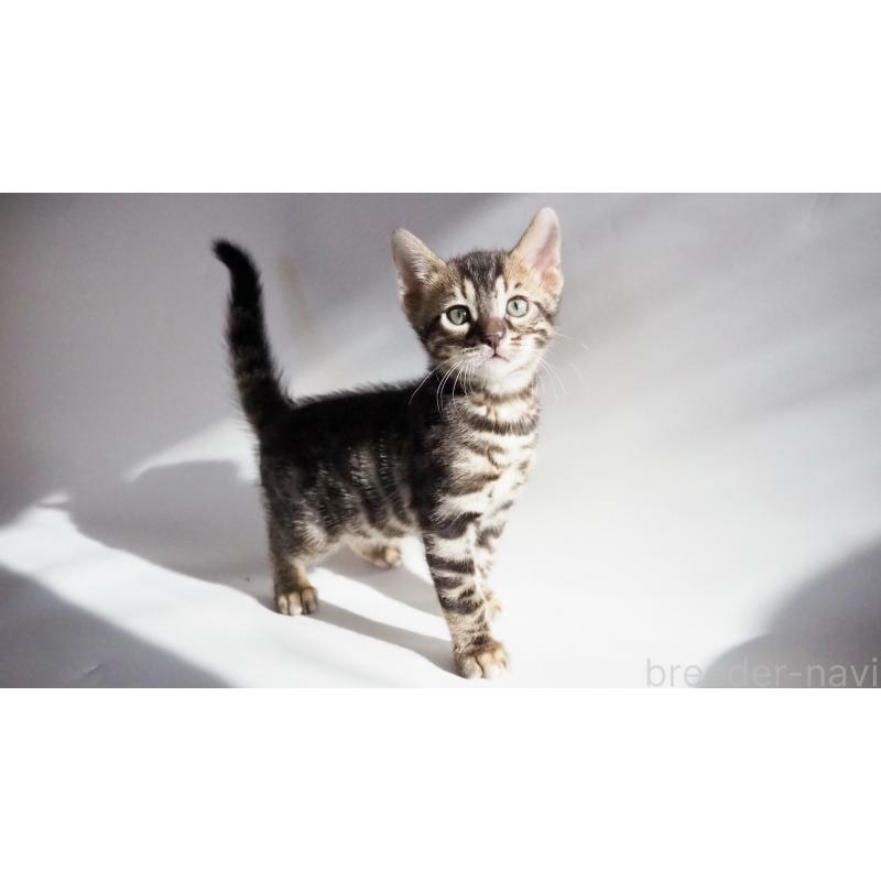 販売中の神奈川県のベンガル-131516の6枚目