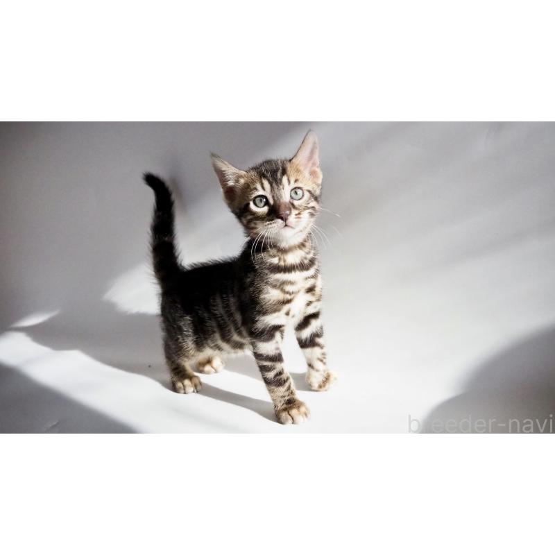 販売中の神奈川県のベンガル-131516の5枚目